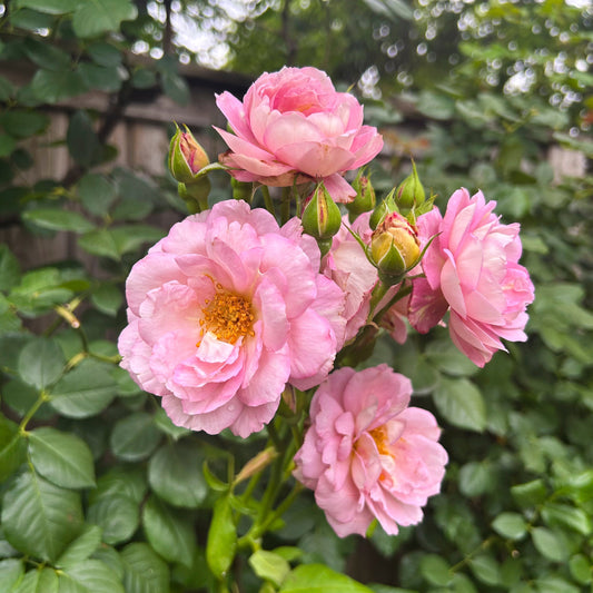 How To Train Vines On An Obelisk